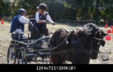haras-tarbes-2017 20