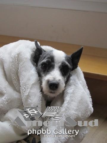 mon petit chien (spike)