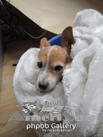 ma petite chienne ((isis) soeur de spike)